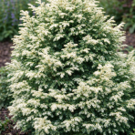 Jedľovec kanadský (Tsuga canadensis) ´GENTSCH WHITE´ - výška 20-30 cm, kont. C2L